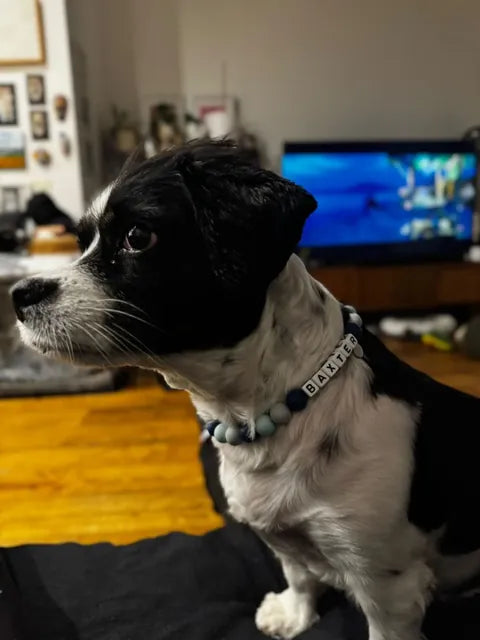 Baxter wearing a Happy Beads necklace