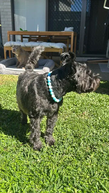 Beau wearing a Happy Beads necklace