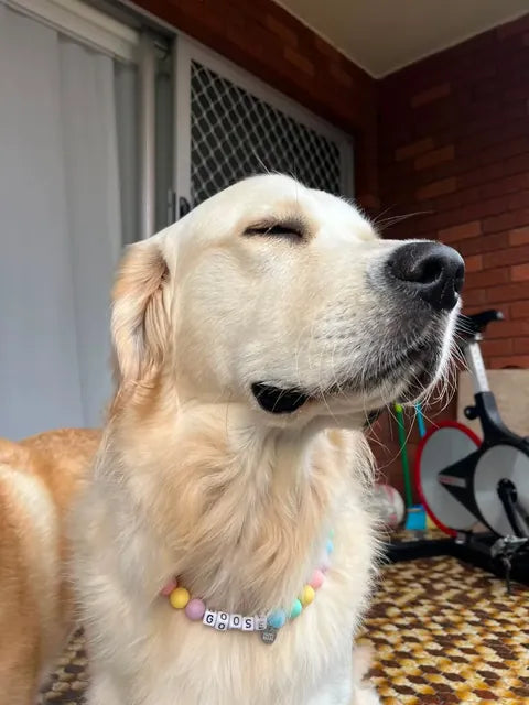 Goose wearing a Happy Beads necklace