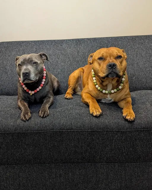 Juno & Scotch wearing a Happy Beads necklace